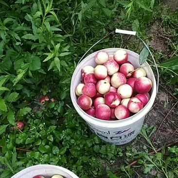 枣油桃