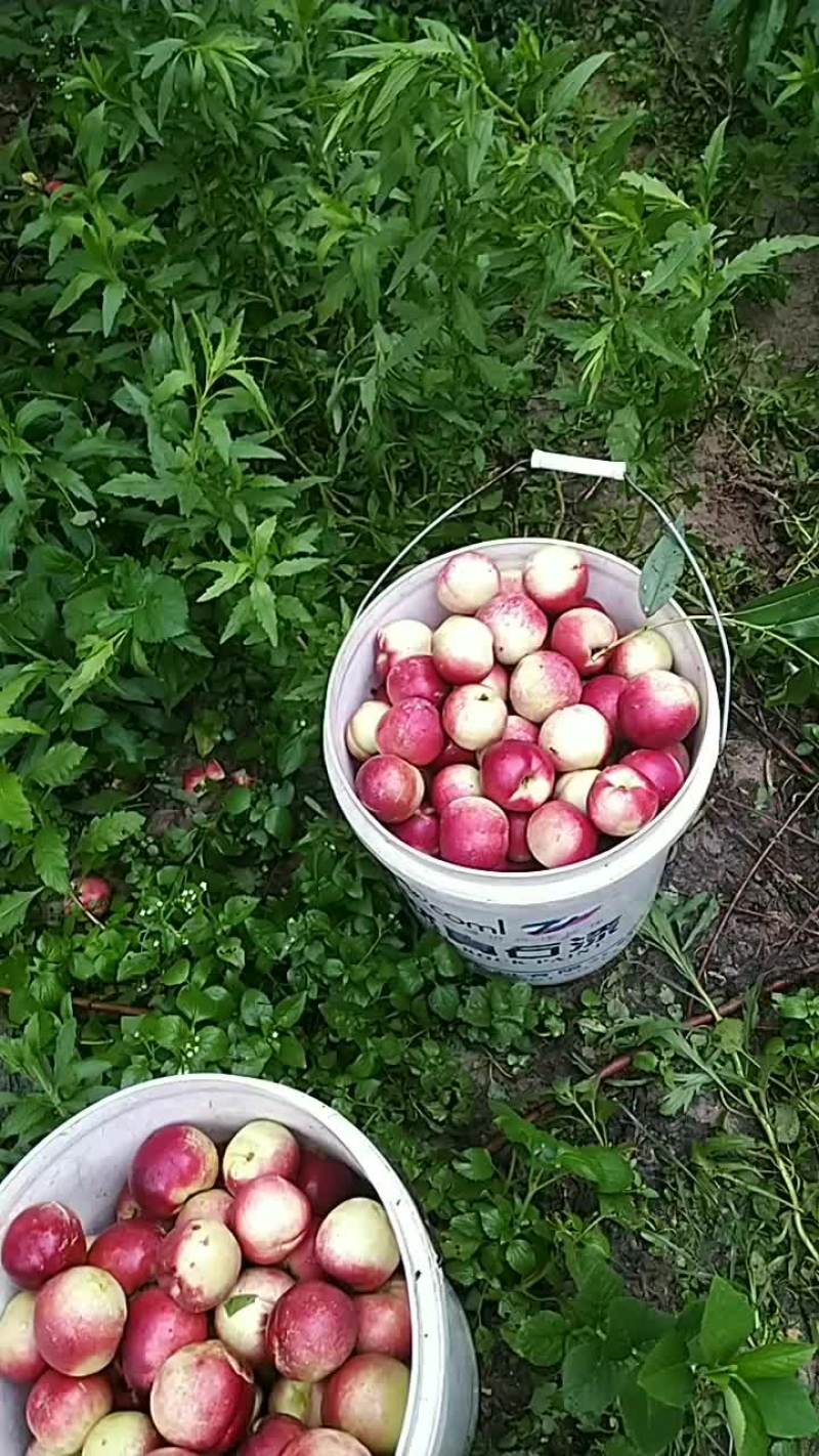 枣油桃