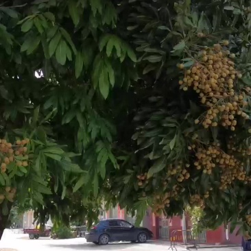 广东阳西龙眼大量上市，全国各地收购商请联系叶大果业