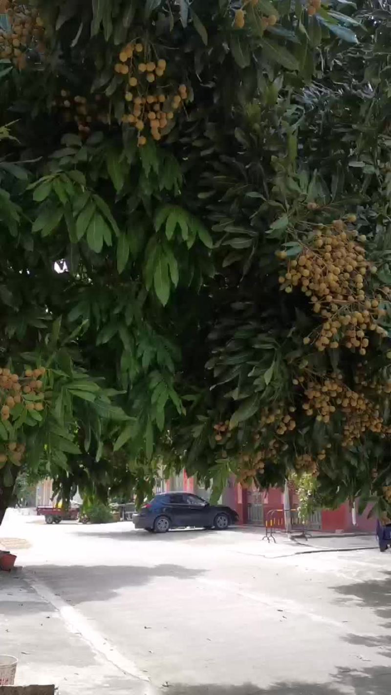 广东阳西龙眼大量上市，全国各地收购商请联系叶大果业