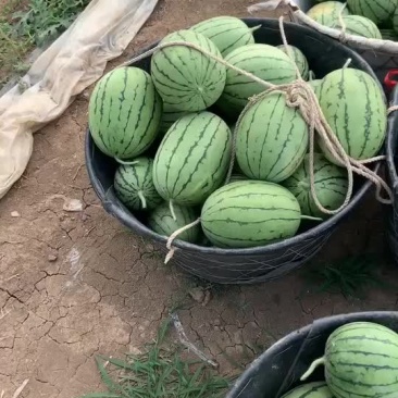 拿比特西瓜