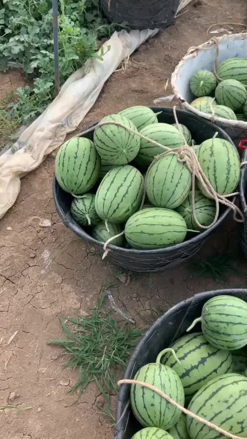 拿比特西瓜
