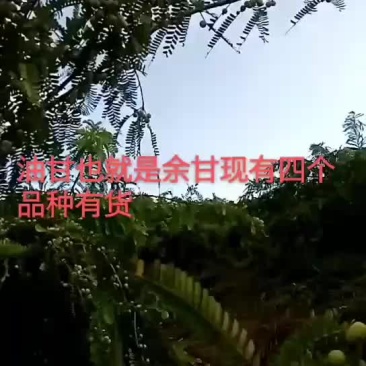 新鲜油甘