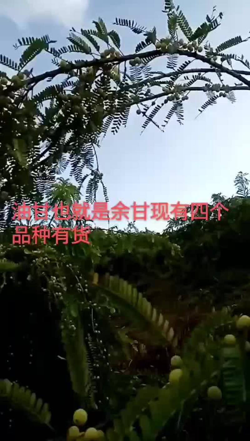 新鲜油甘