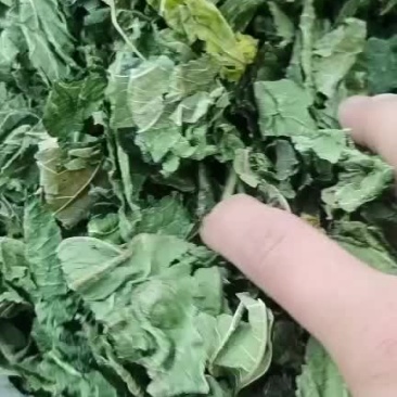 青桑叶