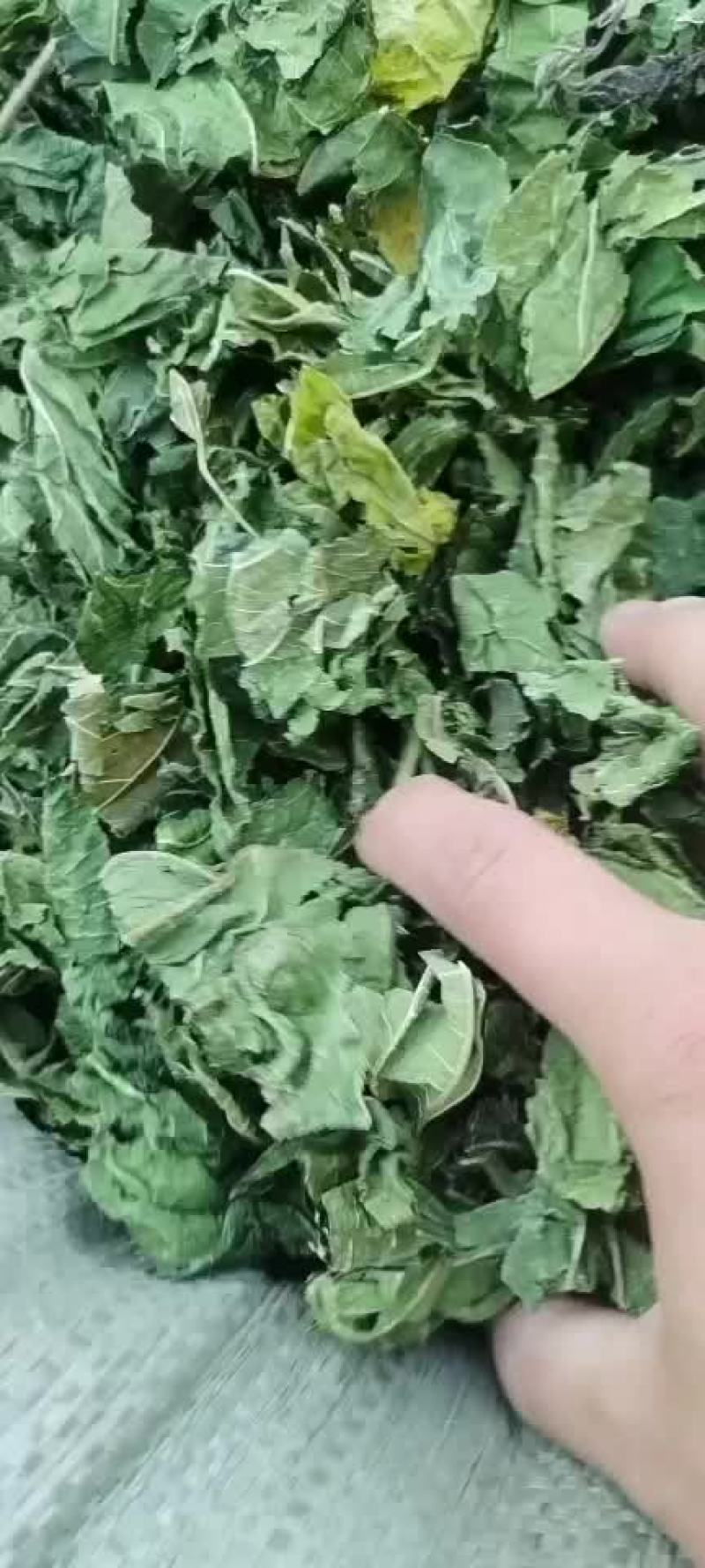 青桑叶