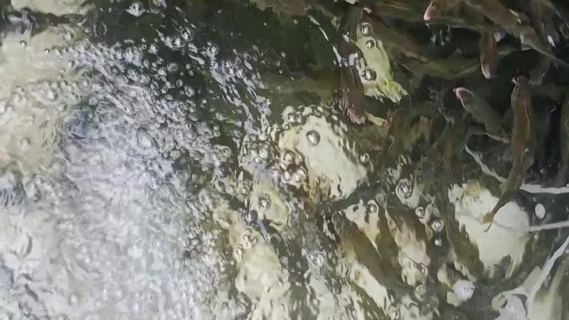 香鱼，黄瓜脸