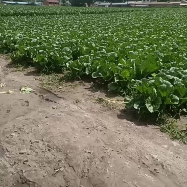 白菜大面积出售