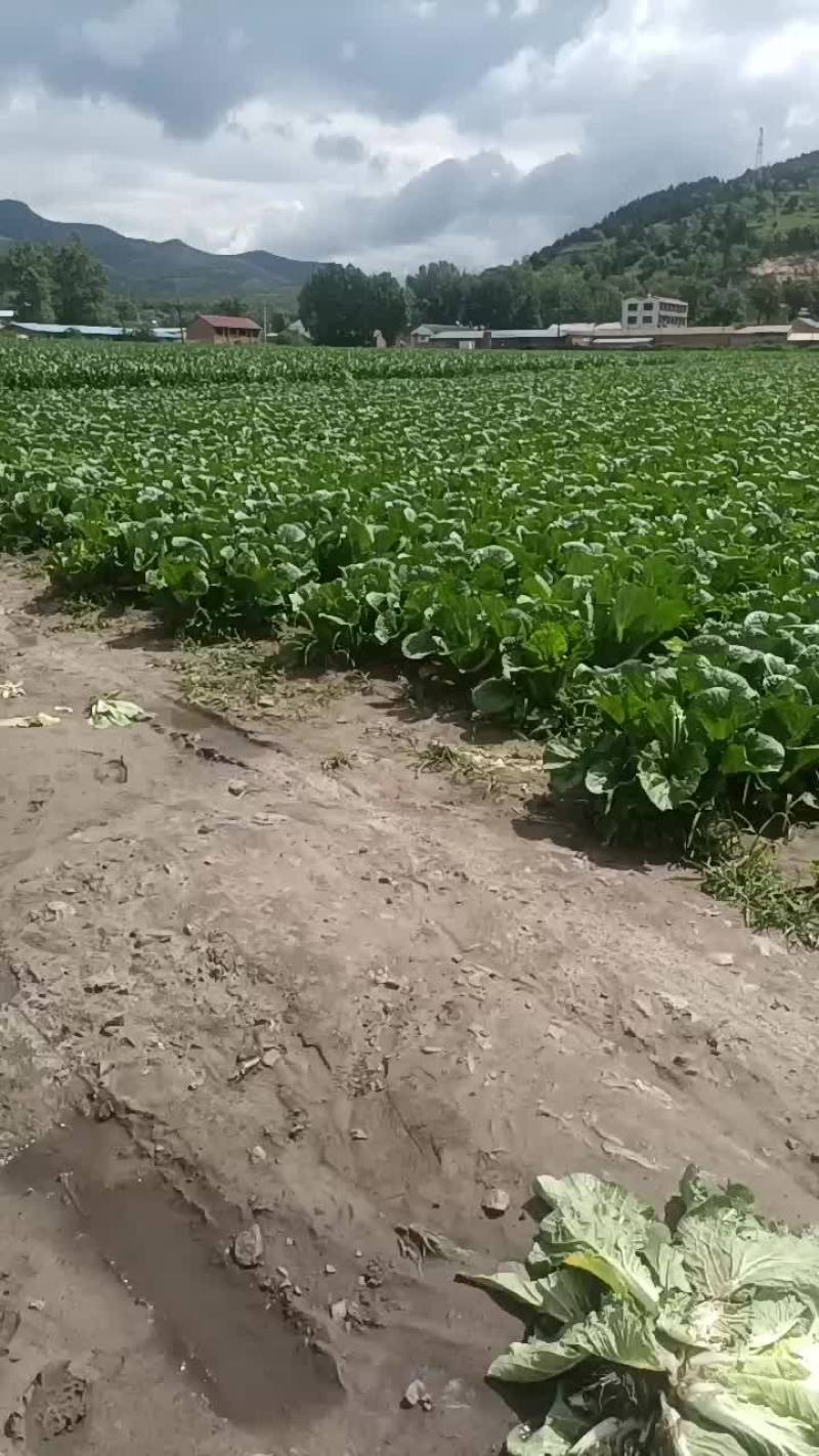 白菜大面积出售