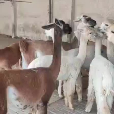 羊驼什么价格，羊驼特别温顺，