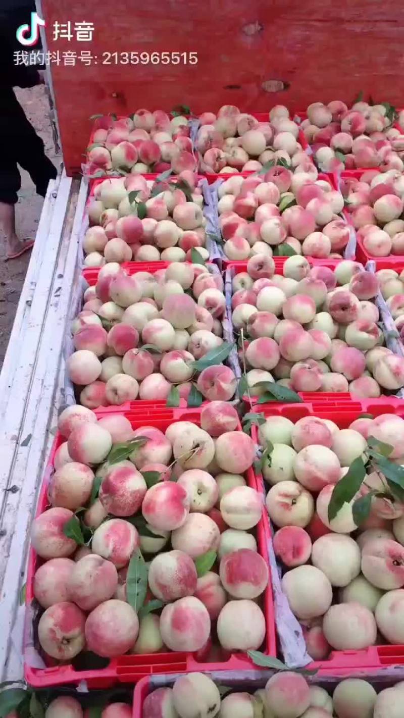 苹果桃