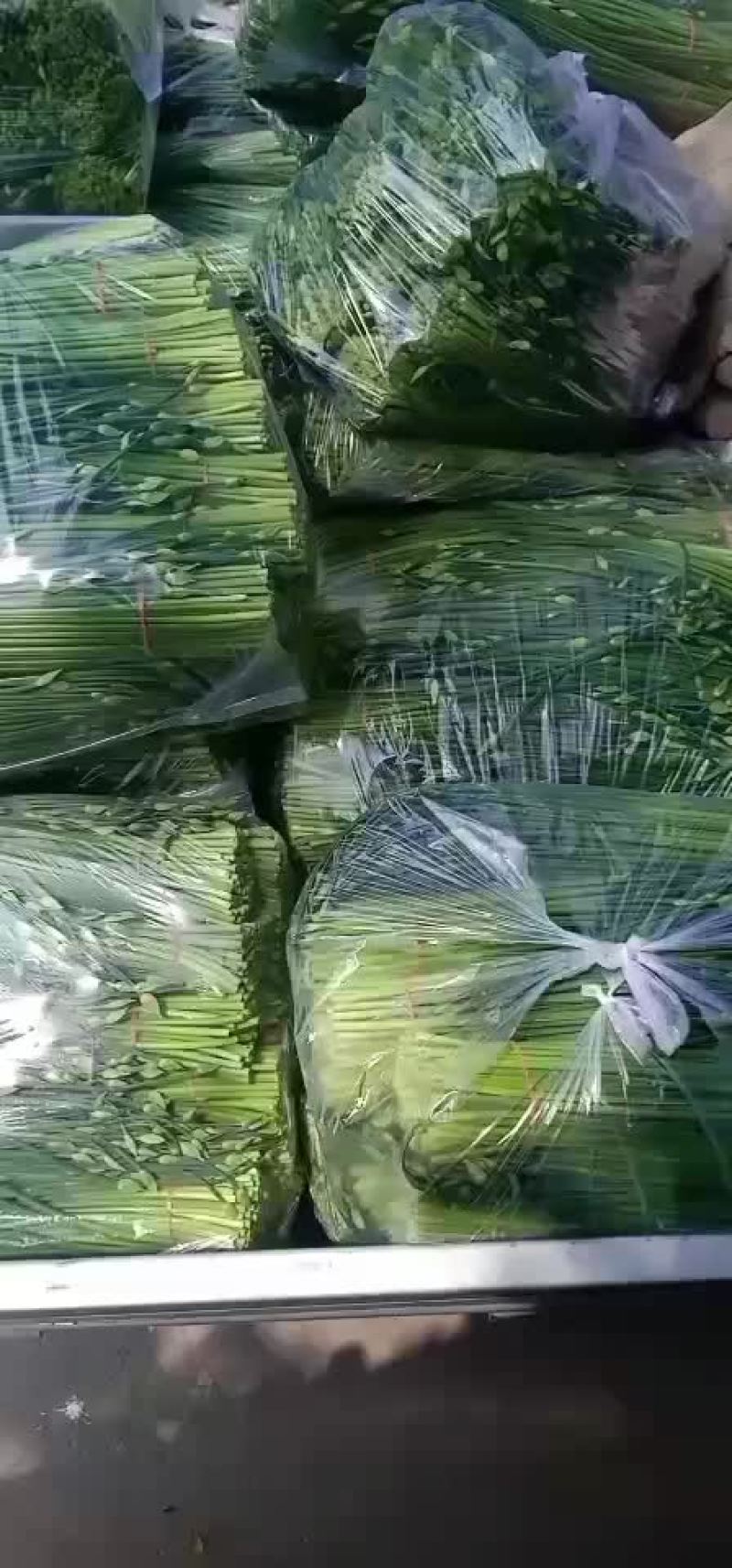 河北昌黎精品韭苔大量上市根白帽小欢迎预订