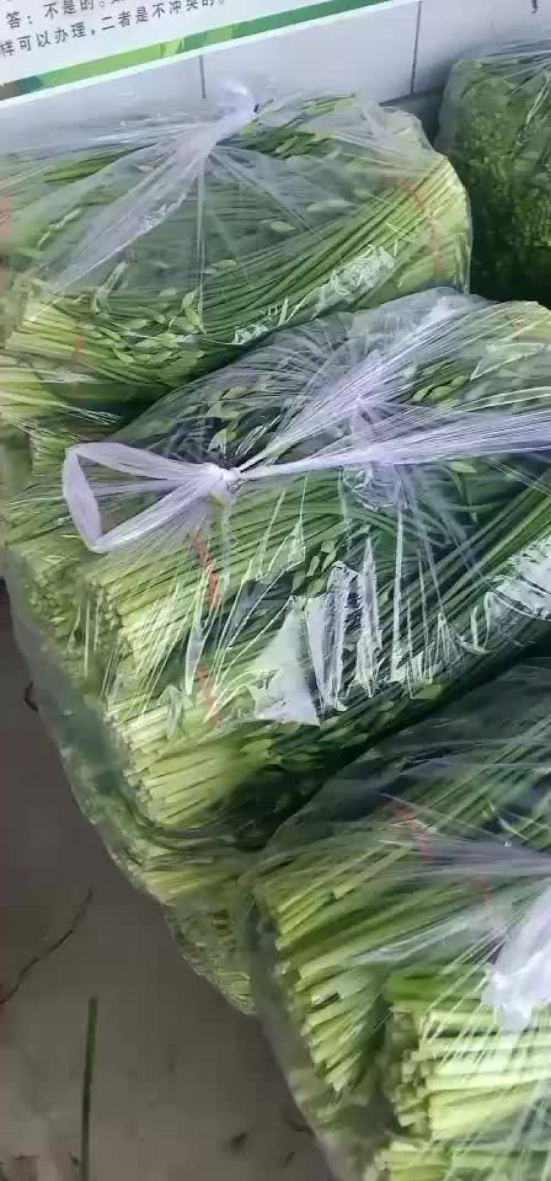 河北昌黎精品韭苔大量上市根白帽小欢迎预订