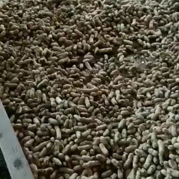 精品四粒红鲜花生大量上市