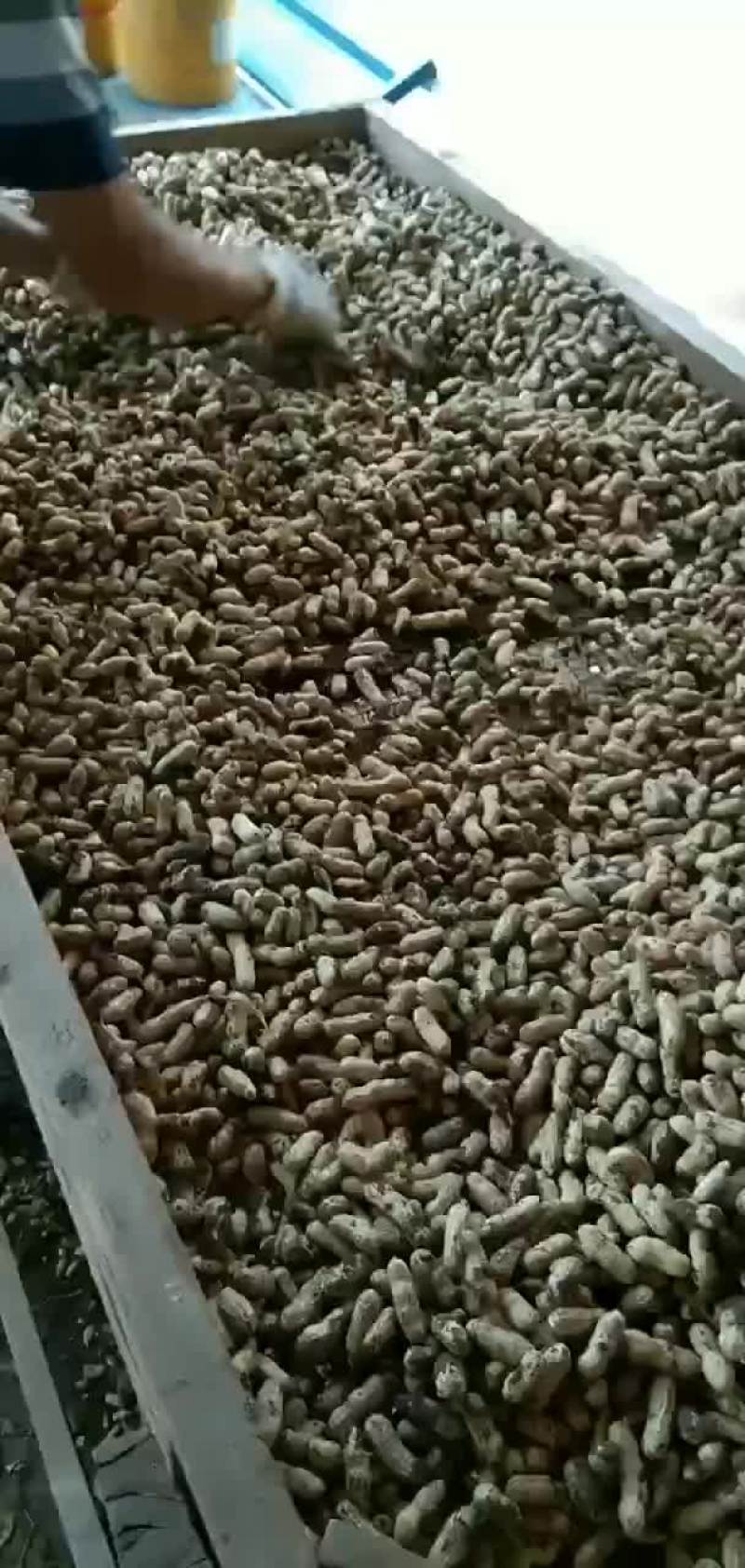 精品四粒红鲜花生大量上市