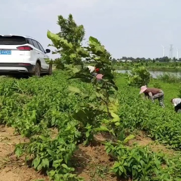 薄荷