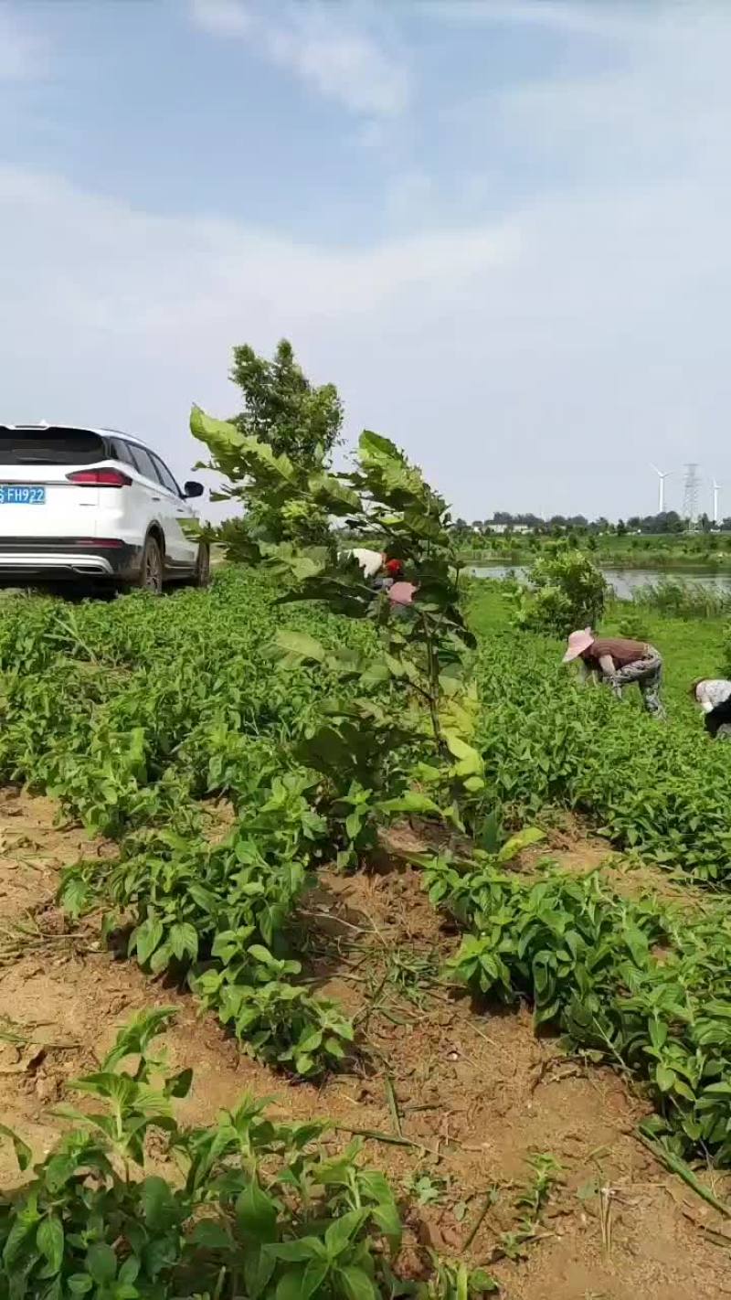薄荷