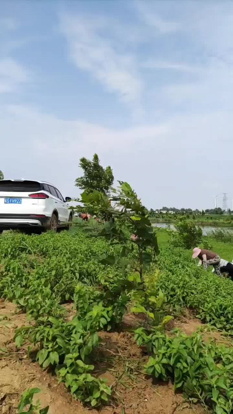 薄荷