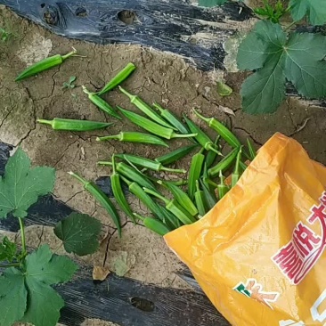 大量秋葵上市