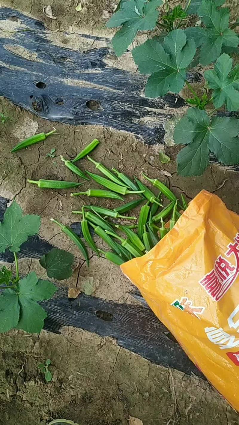 大量秋葵上市