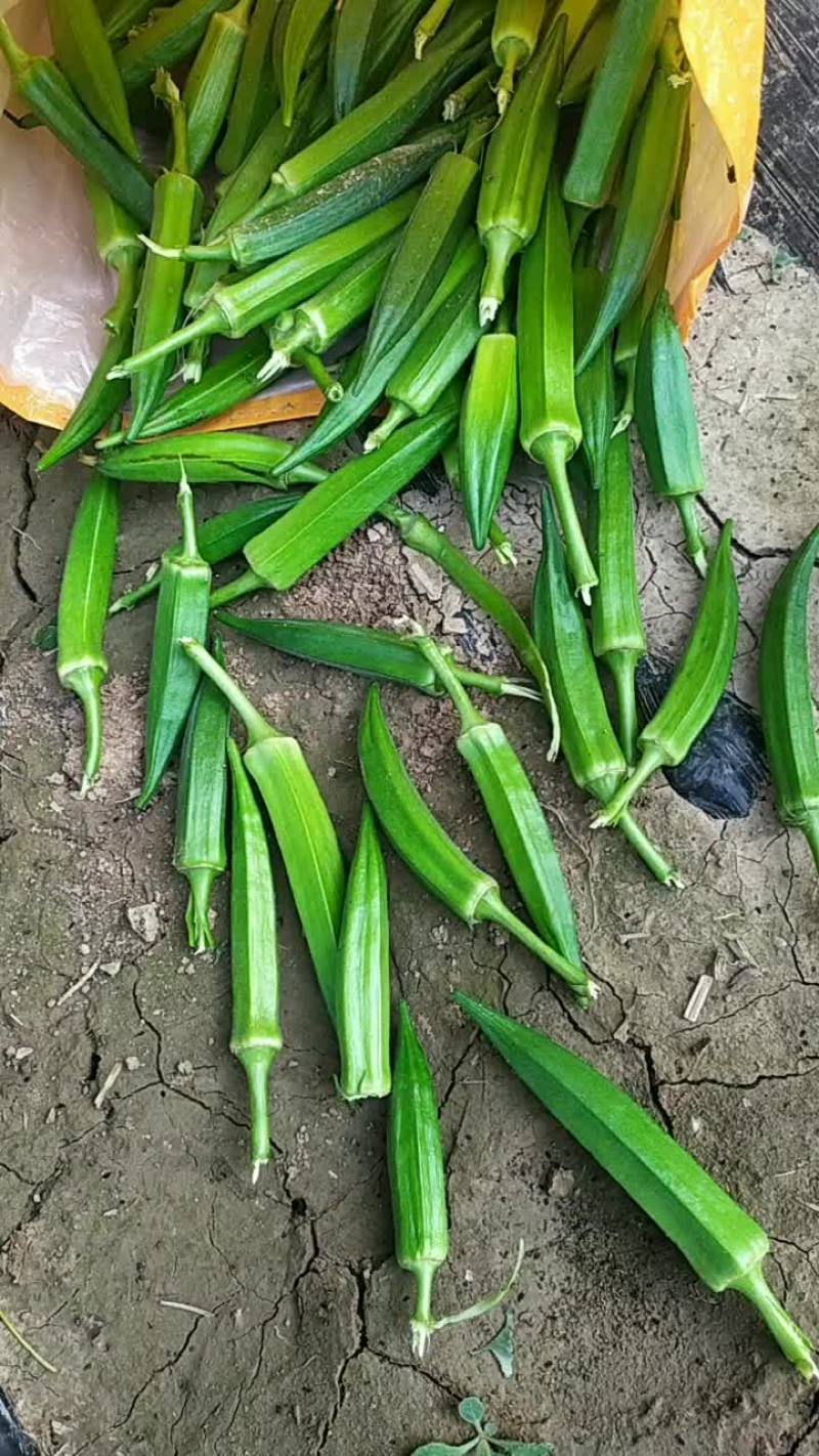 大量秋葵上市