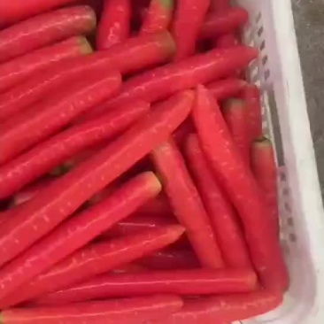 秤杆红萝卜