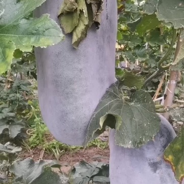 东瓜