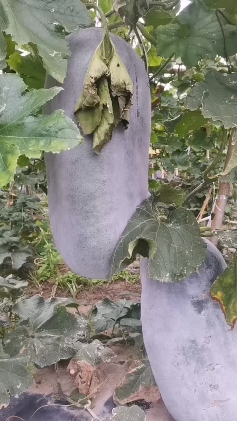 东瓜