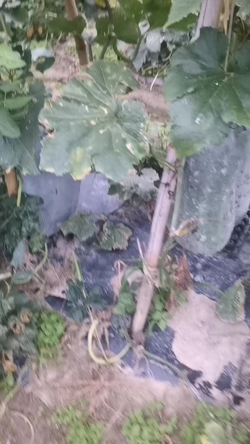 东瓜