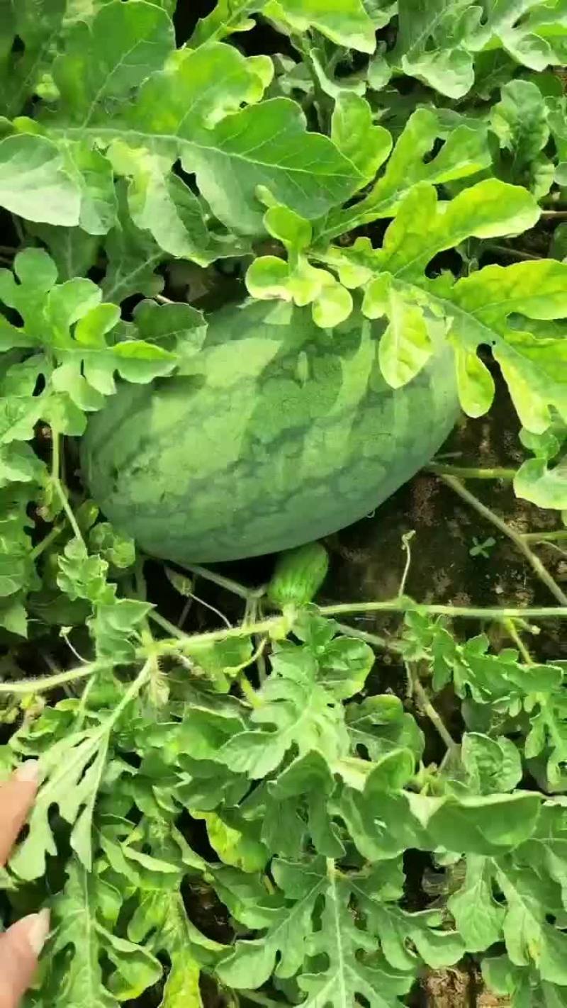 通许头茬龙卷风大量己上市，质量优良。