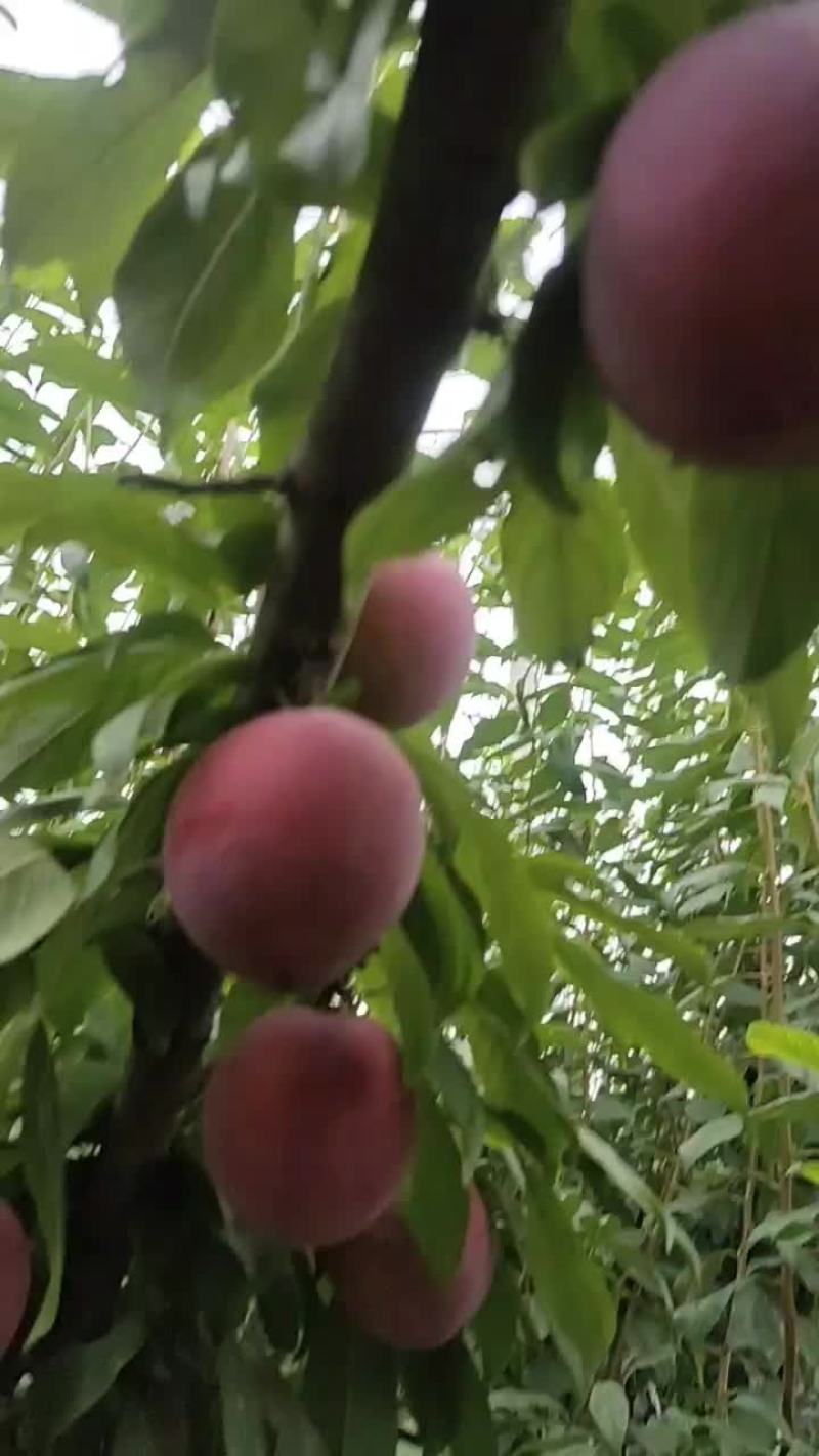 红布林