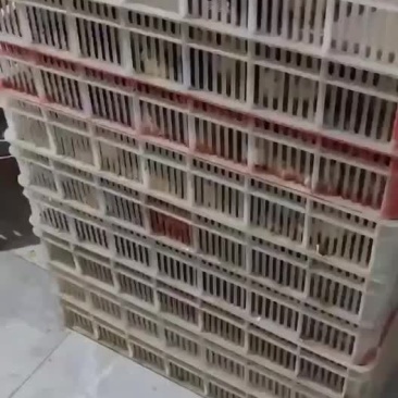 鸡鸭鹅苗回收成品