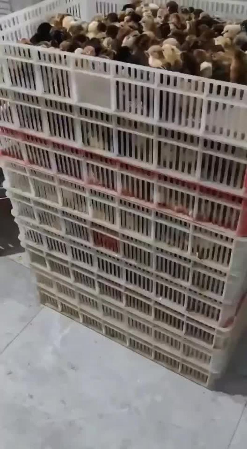 鸡鸭鹅苗回收成品