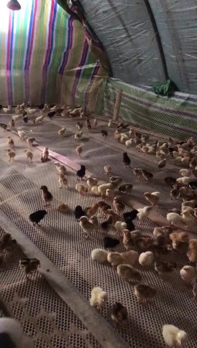 鸡鸭鹅苗回收成品