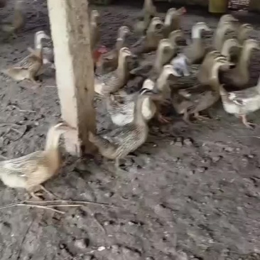 老鸭