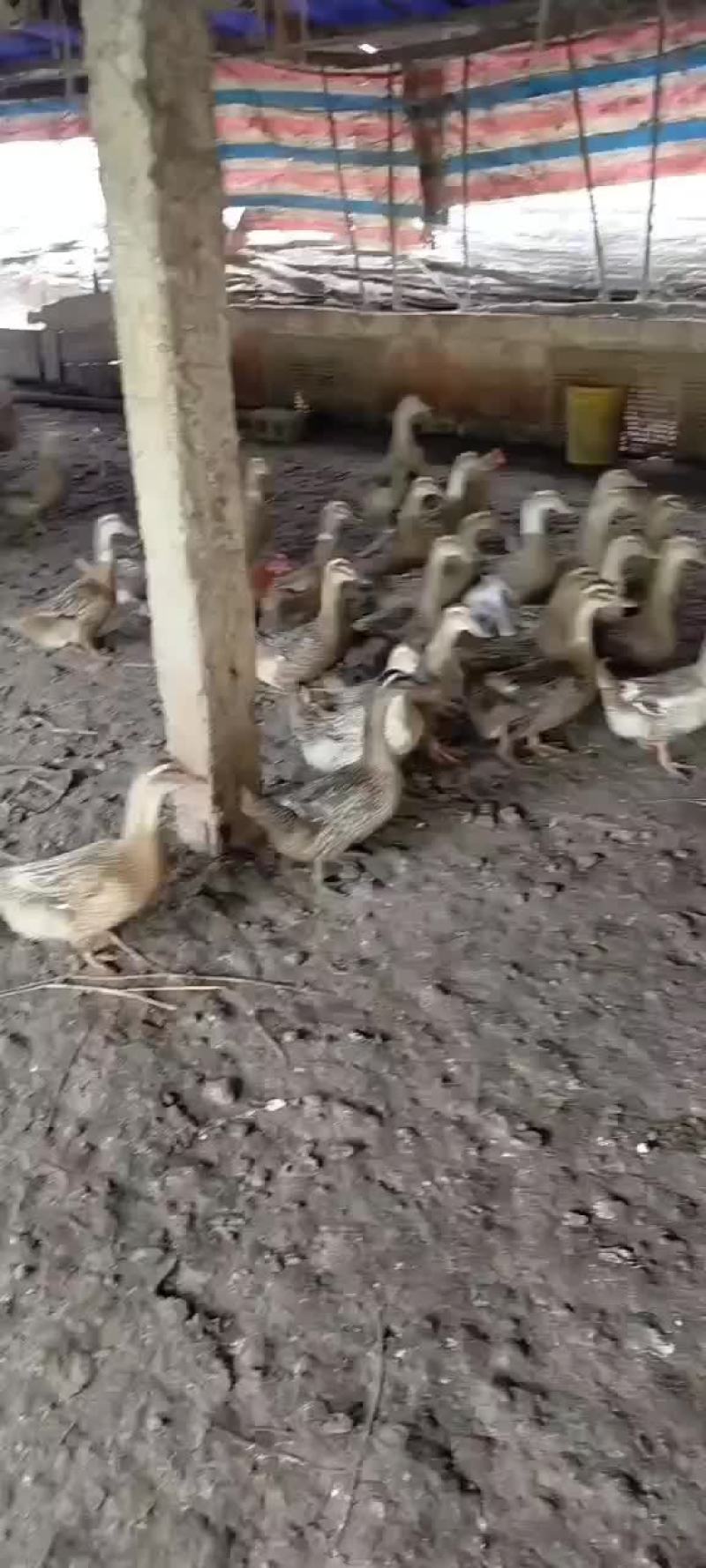 老鸭