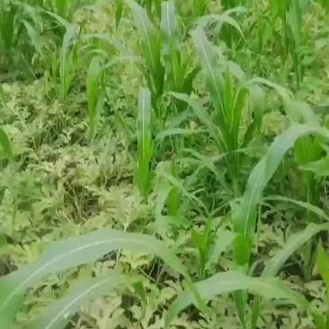 中华甜王