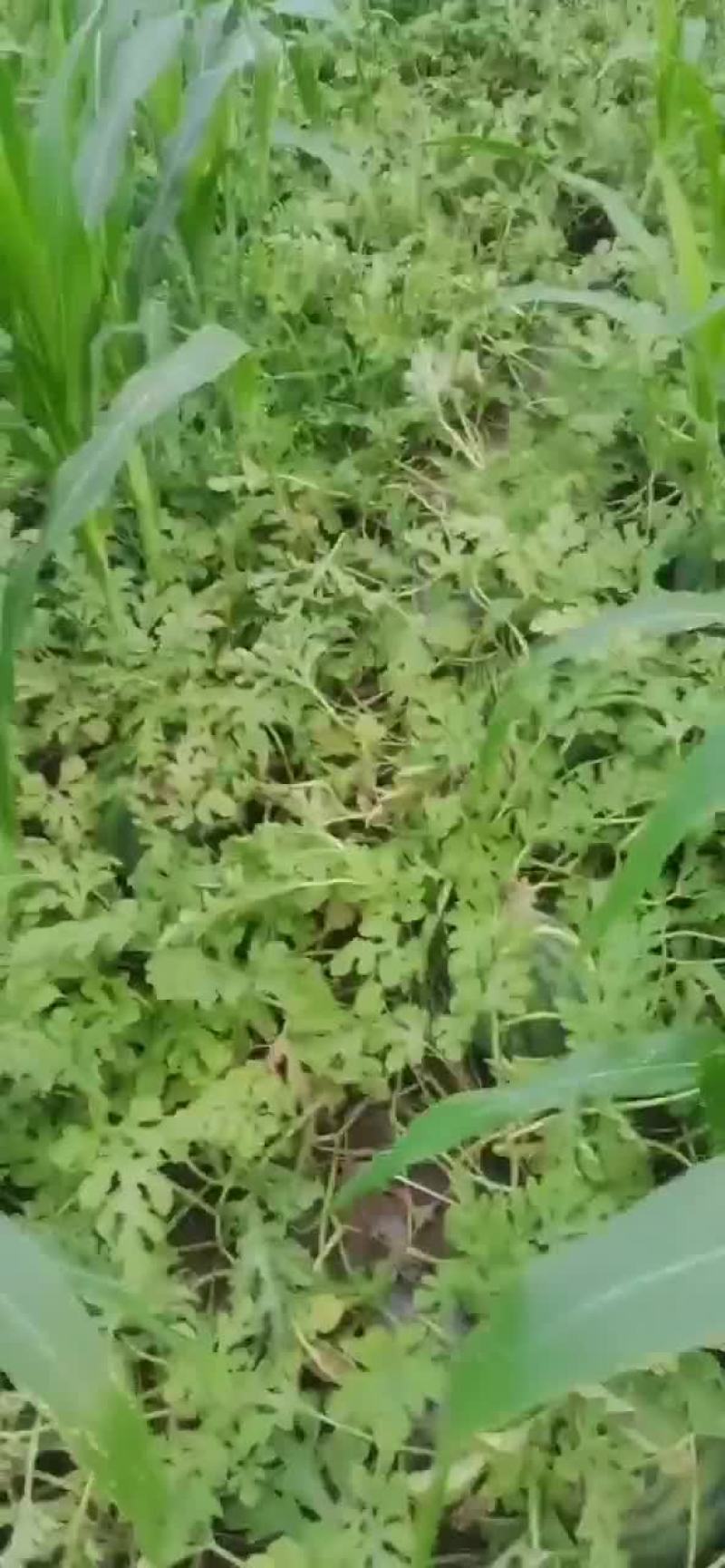 中华甜王