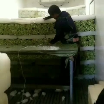 定西的量蔬菜