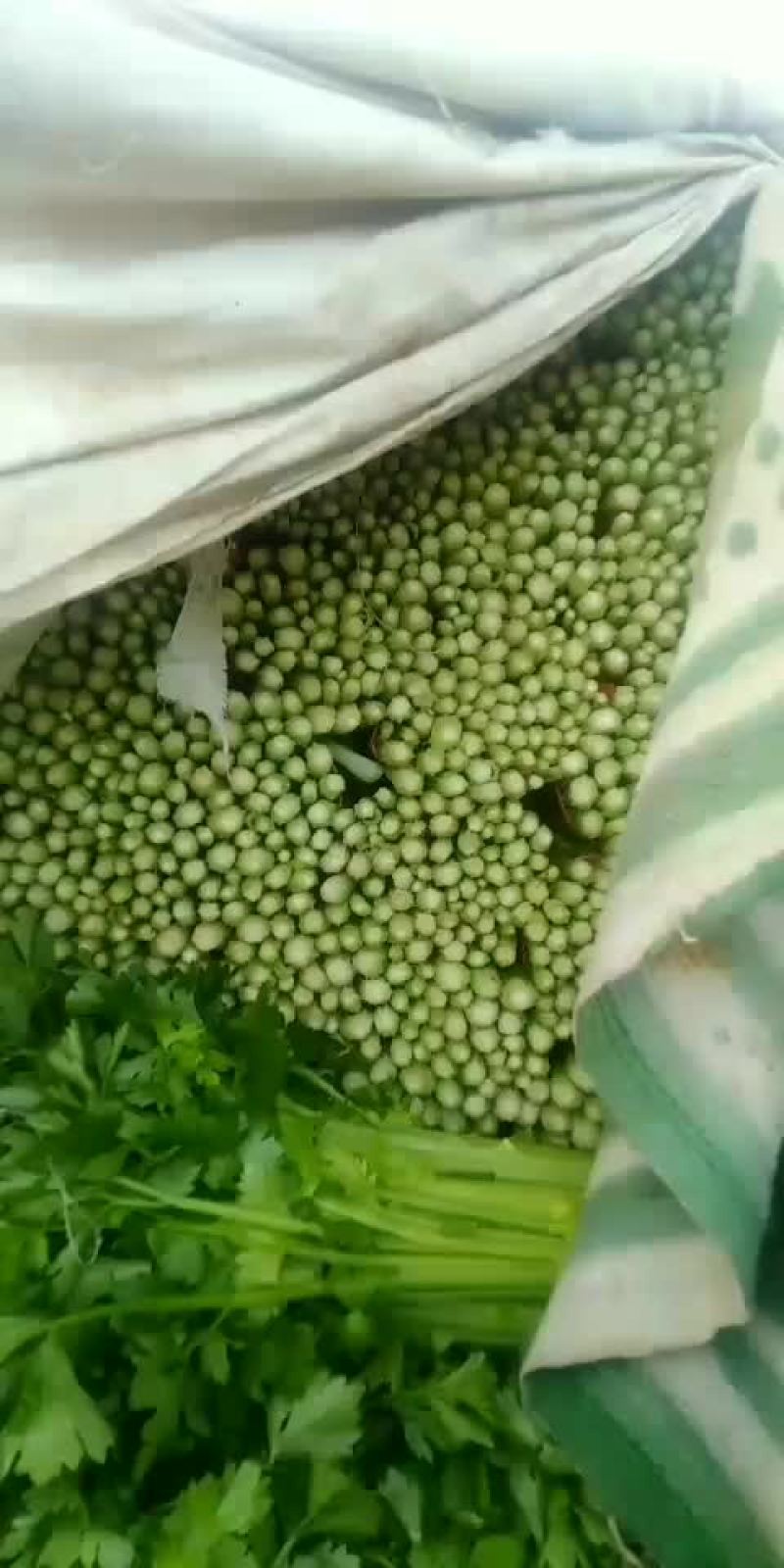 定西的量蔬菜