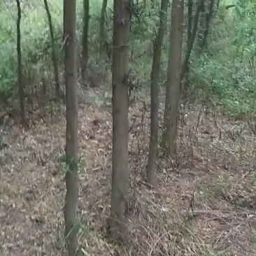 出售皂角树
