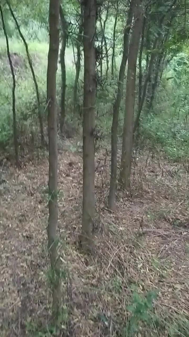 出售皂角树