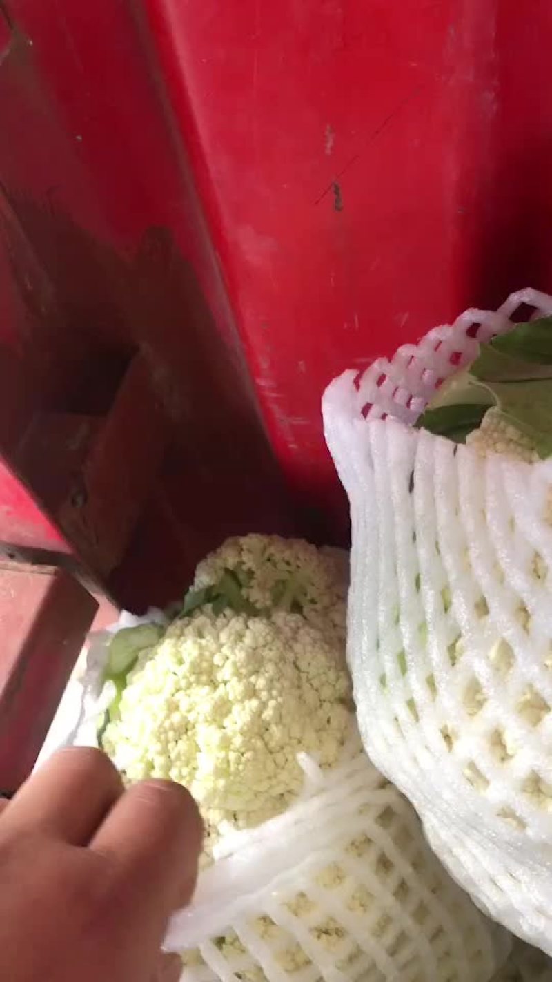 松花菜，大量上市，需要的老板抓紧时间