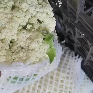 松花菜，大量上市，需要的老板抓紧时间