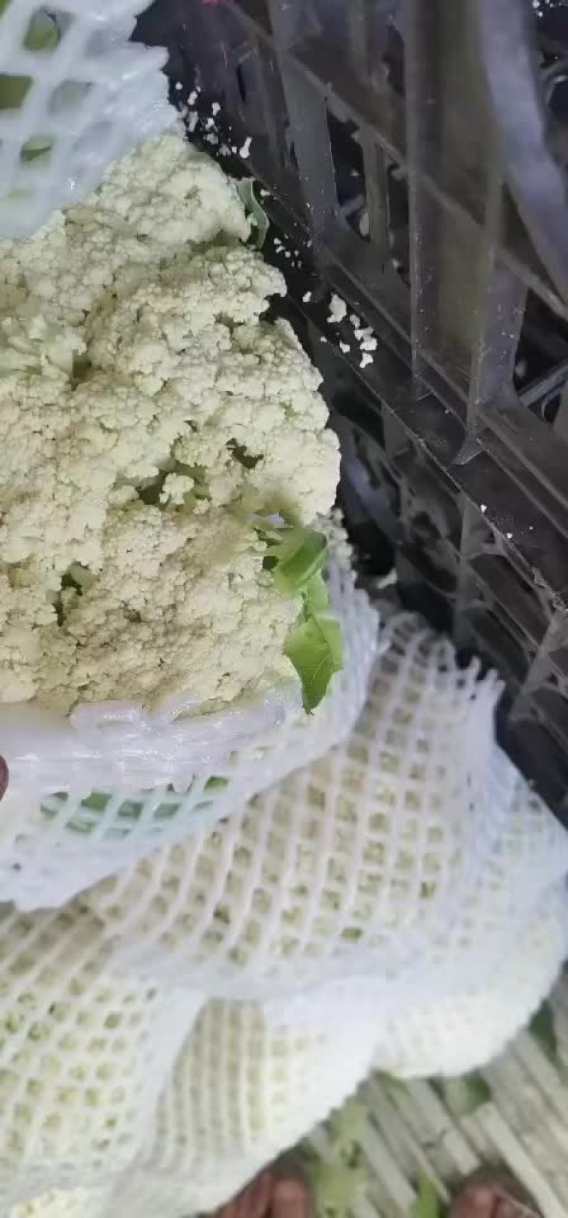 松花菜，大量上市，需要的老板抓紧时间