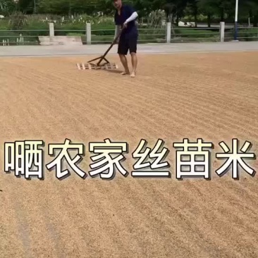 农家丝苗米