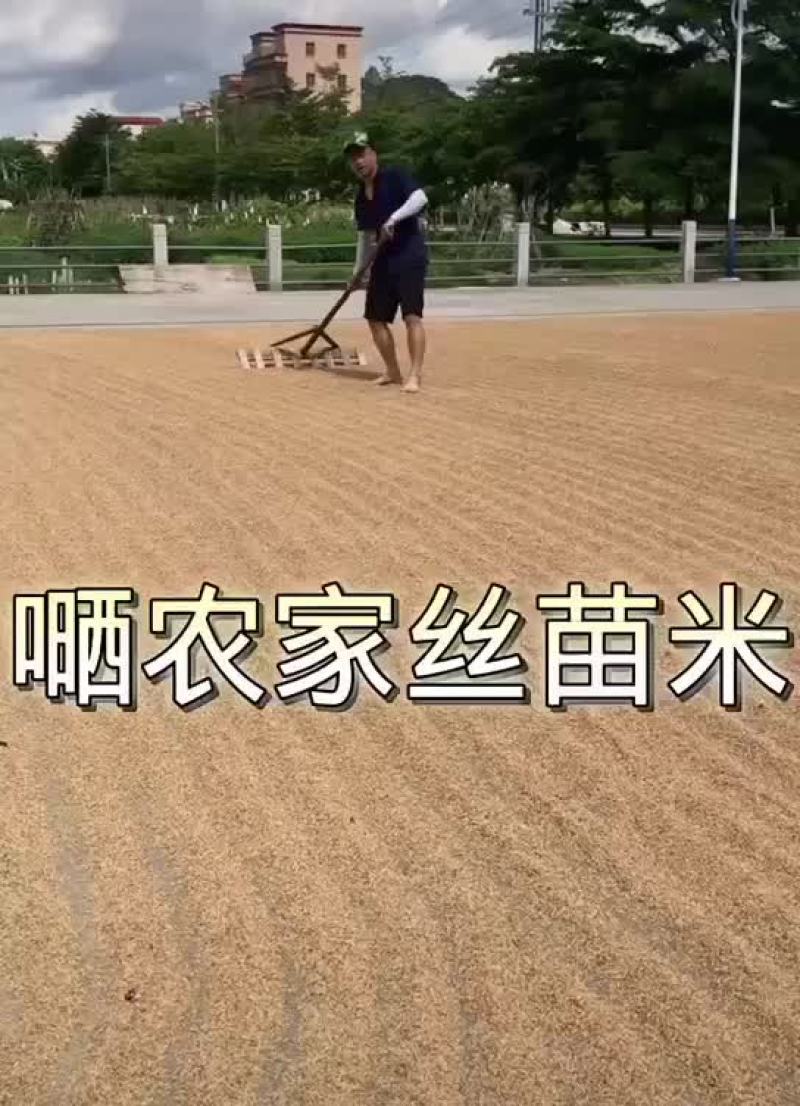 农家丝苗米