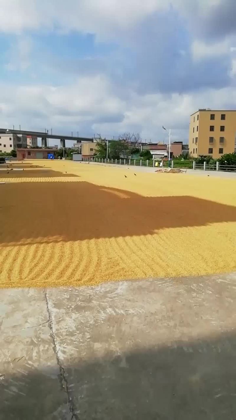 农家丝苗米