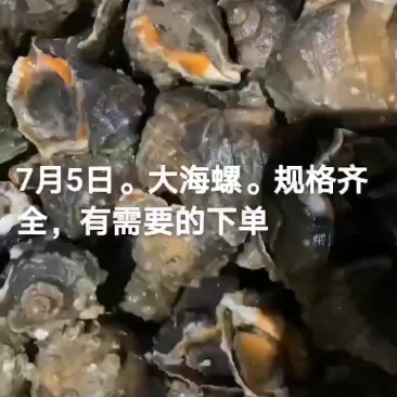 海螺