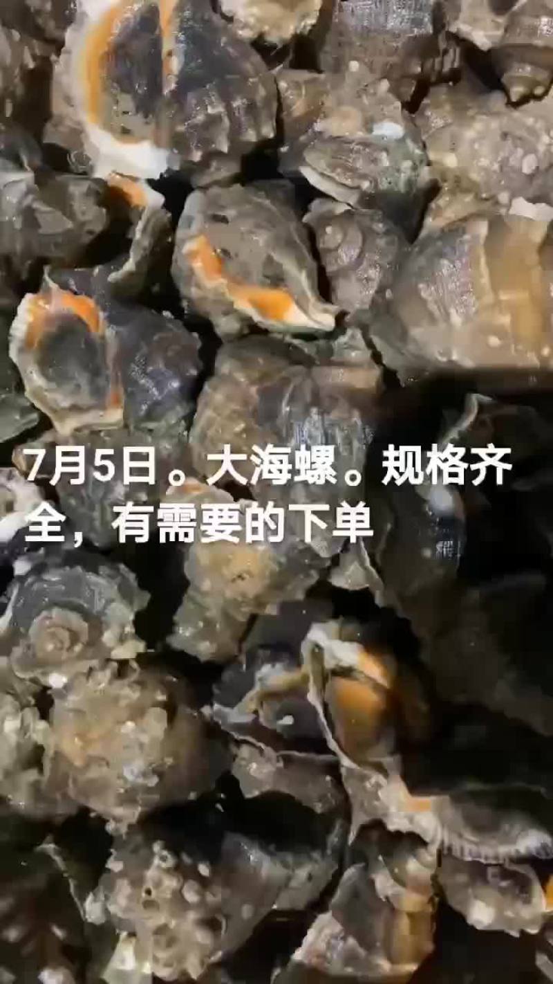 海螺